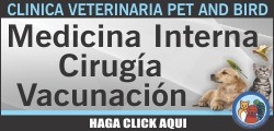 484138|Brett Gow (Pet & Bird Clinic)|78019